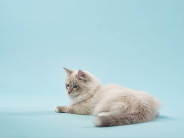 Mavi arka planda bir kedi. Stüdyoda aktif kedi yavrusu var. Komik hayvan. Sedigree Sibirya kedisi 