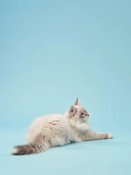 Katze Auf Blauem Hintergrund Aktives Kätzchen Studio Lustiges Haustier Sibirische — Stockfoto