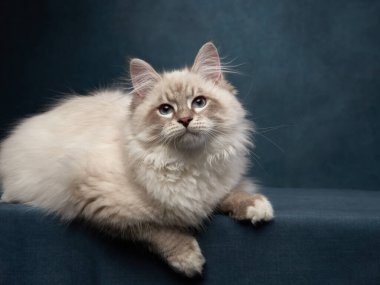 Tablo mavisi arka planda kedi yavrusu. Stüdyoda Sedigree Sibirya kedisi