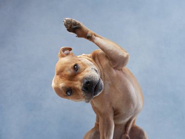 Mavi arka planda mutlu kırmızı köpek. Stamfordshire Boğa Teriyeri stüdyoda. Kapalı ev hayvanı