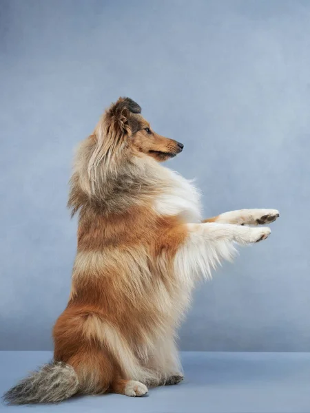 Anjing Dengan Latar Belakang Biru Cute Sheltie Studio Hewan Peliharaan — Stok Foto