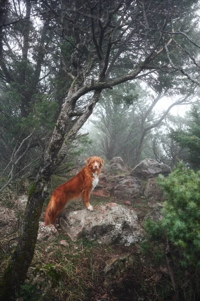 Czerwony Pies Mglistym Mistycznym Lesie Nova Scotia Kaczka Tolling Retriever — Zdjęcie stockowe
