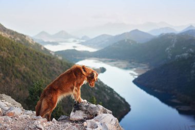 Köpek körfezdeki dağlarda duruyor ve nehre bakıyor. Nova Scotia ördek avcısıyım. Evcil bir hayvanla yürüyüş.