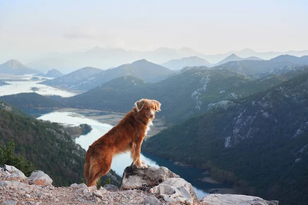 Der Hund Steht Den Bergen Der Bucht Und Blickt Auf — Stockfoto