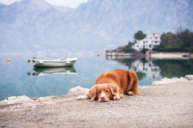Denizin kenarında bir köpek var, Bay. Bir evcil hayvanla seyahat etmek. Nova Scotia ördeği av köpeğini teknelerin arka planına karşı doğada çalıyor.