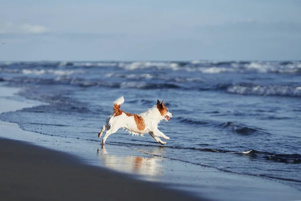 Cane Che Corre Sulla Spiaggia Jack Russell Terrier Mare Animali — Foto Stock