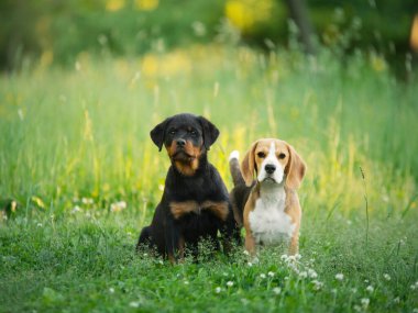 Doğada, çimlerin üzerinde iki yavru köpek. Köpek Rottweiler ve av köpeği birlikte. Mutlu hayvanlar