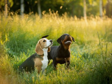 Doğada, çimlerin üzerinde iki yavru köpek. Köpek Rottweiler ve av köpeği birlikte. Mutlu hayvanlar