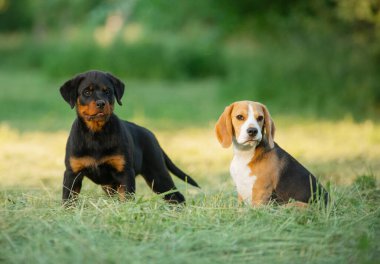 Doğada, çimlerin üzerinde iki yavru köpek. Köpek Rottweiler ve av köpeği birlikte. Mutlu hayvanlar