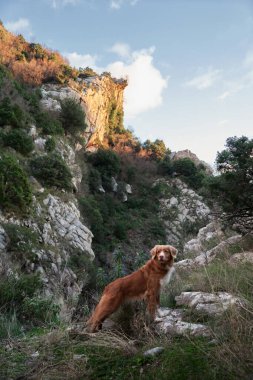 Köpek dağlarda duruyor ve tepelere bakıyor. Nova Scotia ördek avcısıyım. Evcil bir hayvanla yürüyüş.