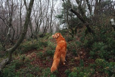 Sisli mistik bir ormanda kırmızı köpek. Doğadaki Nova Scotia ördek avcıları. Evcil bir hayvanla yürüyüş. orman peri masalı