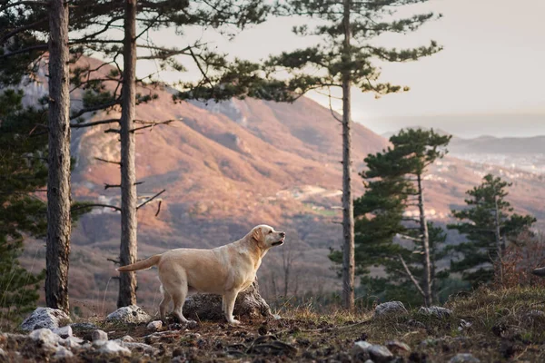 Köpek gün batımında ormanda, dağların arka planında. Fawn Labrador 'un doğadaki av köpeği.