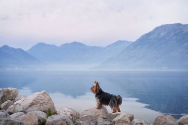 Koyda, dağların arasında, taş üstünde küçük bir köpek. Denizdeki yakışıklı Yorkshire Teriyeri