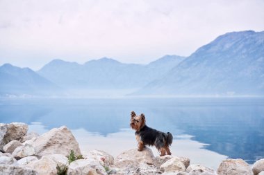 Koyda, dağların arasında, taş üstünde küçük bir köpek. Denizdeki yakışıklı Yorkshire Teriyeri