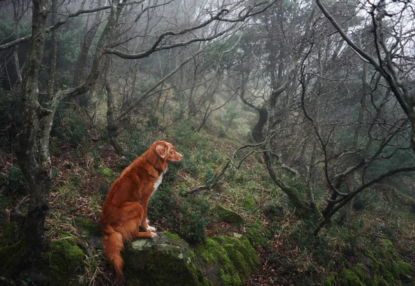 Красная Собака Туманном Мистическом Лесу Новая Шотландия Утиный Ретривер Природе — стоковое фото