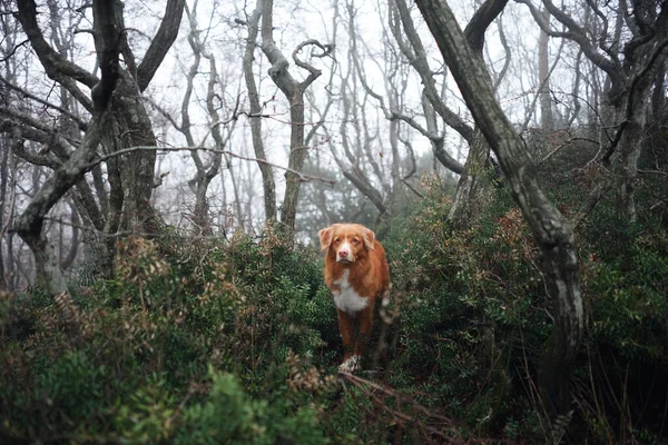 Červený Pes Mlhavém Mystickém Lese Nova Scotia Kachna Mýtný Retrívr — Stock fotografie