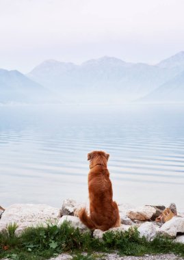 Köpeğin sırtı denize dönük şekilde oturuyor, Bay. Evcil bir hayvanla seyahat et. Nova Scotia ördeği av köpeğini doğada, Summer, Eco, Adventure