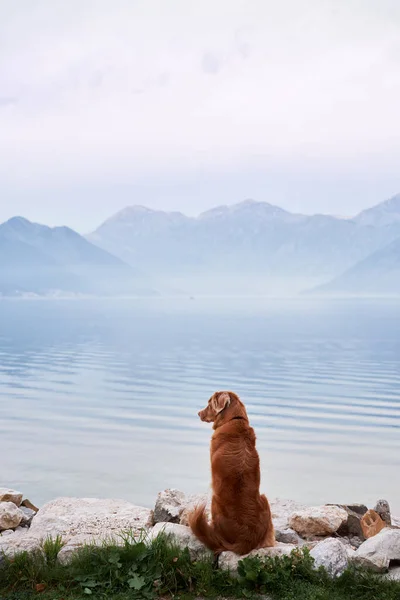 Σκύλος Που Κάθεται Την Πλάτη Γυρισμένη Στη Θάλασσα Μπέι Ταξιδέψτε — Φωτογραφία Αρχείου