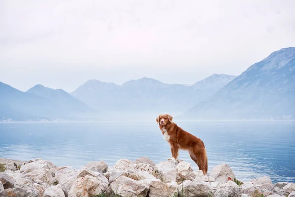 stock image dog on the embankment at the sea, bay. Travel with a pet. Nova Scotia duck tolling retriever in nature, Summer, Eco, Adventure