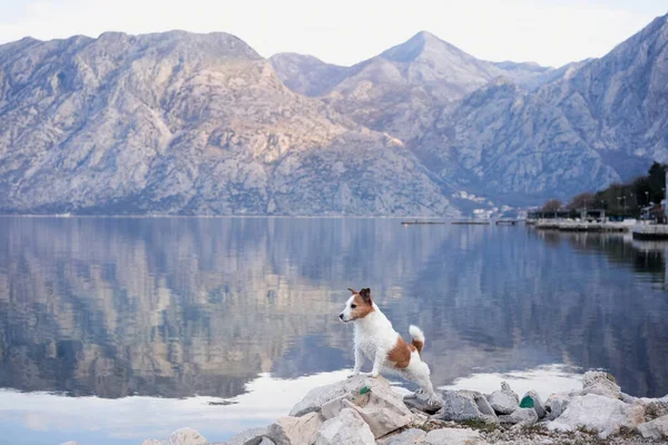 the dog stands against the background of the bay and the mountains. Beautiful Jack Russell terrier in nature by the water. Travel with a pet. Eco, Adventure, Funny