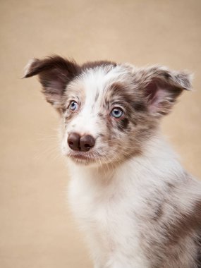 Bej arka planda komik bir köpek yavrusu. Stüdyoda bir aylık Collie var. Stüdyoda köpek 