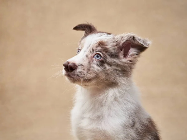 Funny Puppy Beige Background One Month Old Border Collie Studio — Stock Photo, Image