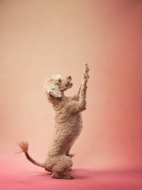 Pembe arka planda atlayan komik aktif köpek. Mutlu küçük kanişler. Evcil hayvan arka ayakları üzerinde duruyor.