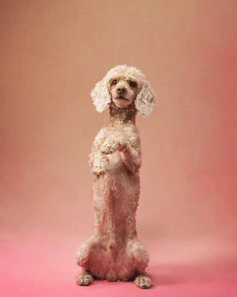 Забавна Активна Собака Стрибає Рожевому Тлі Щасливий Маленький Пудель Тварина — стокове фото