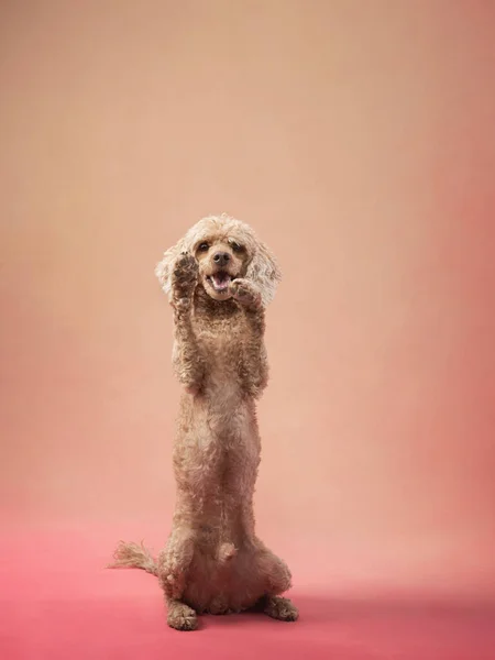 Забавна Активна Собака Стрибає Рожевому Тлі Щасливий Маленький Пудель Тварина — стокове фото