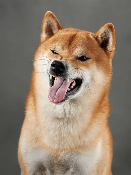 Funny Dog Snarls Gray Background Shiba Inu Worth Muzzle Studio — Stock Photo, Image