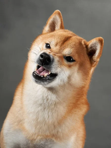 Αστείος Σκύλος Γρυλίζει Γκρι Φόντο Σίμπα Ινού Αξίζει Ένα Φίμωτρο — Φωτογραφία Αρχείου