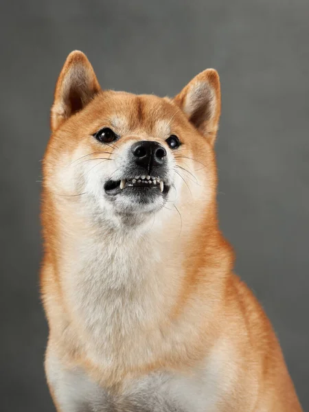 Komik Köpek Gri Bir Arka Planda Homurdanıyor Shiba Inu Stüdyoda — Stok fotoğraf