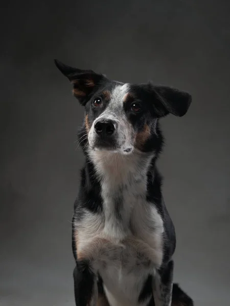 Zabawny Pies Szarym Tle Szczęśliwego Granicznego Collie Studio Portret Zwierzaka — Zdjęcie stockowe