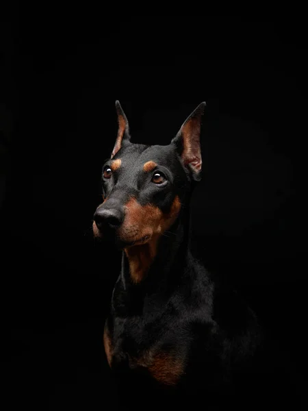 黑色背景上的标准夹子工作室里的狗的肖像 漂亮的宠物 — 图库照片