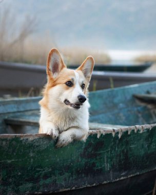 Teknedeki köpek. Komik kırmızı beyaz Corgi Pembroke güvertede oturuyor. Doğadaki bir evcil hayvan