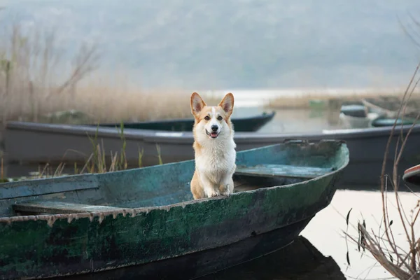 狗在船上 有趣的红白相间的科奇 彭布罗克坐在船外 一种本质上的宠物 — 图库照片