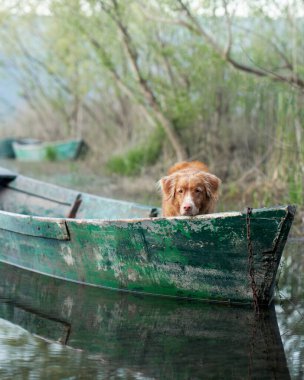 Köpek teknede. Nova Scotia Duck Tolling Retriever başını öne eğdi. Üzücü. Doğada bir evcil hayvanla seyahat ve macera
