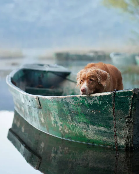 dog in the boat. The Nova Scotia Duck Tolling Retriever laid her head. sad. Travel and adventure with a pet in nature