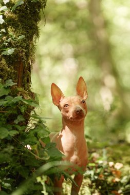 Bokeh arka planında bir Amerikan Kılsız Teriyeri portresi. Doğadaki küçük köpek, evcil hayvan.