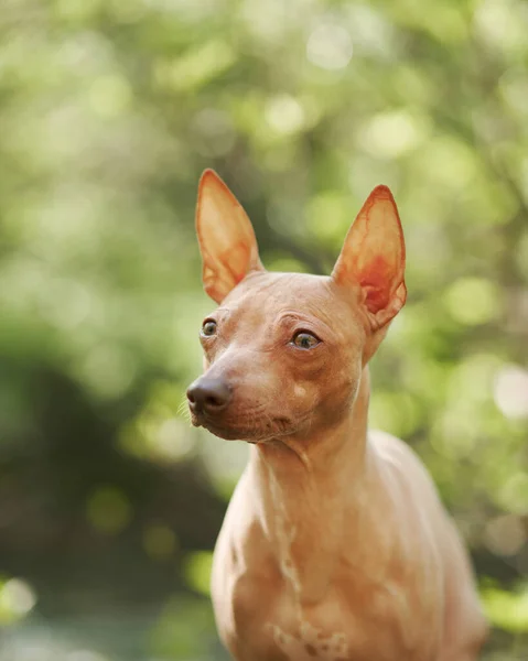 Retrato American Hairless Terrier Sobre Fondo Bokeh Perro Pequeño Naturaleza — Foto de Stock