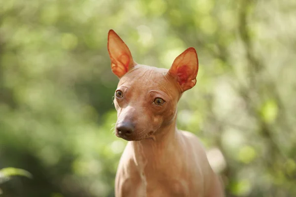 Retrato American Hairless Terrier Contra Fundo Bokeh Cão Pequeno Natureza — Fotografia de Stock