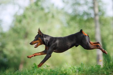 Aktif küçük köpek. Doğada minyatür Pinscher. Komik hayvan atlayışı 