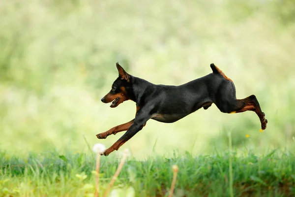 Aktywny Mały Pies Miniaturowy Pinscher Naturze Śmieszne Pet Jumping — Zdjęcie stockowe