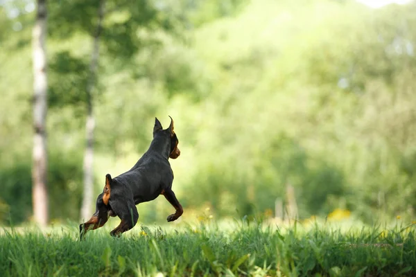 Active Small Dog Miniature Pinscher Nature Funny Pet Jumping — Stock Photo, Image