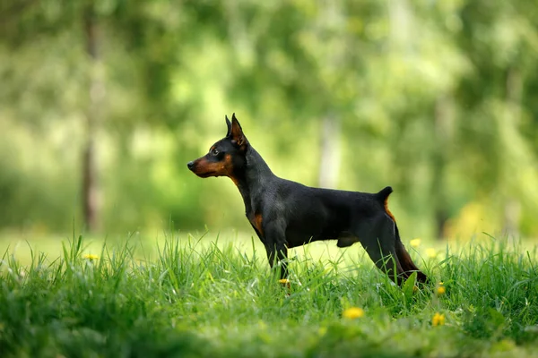 Aktywny Mały Pies Miniaturowy Pinscher Naturze Śmieszne Zwierzę — Zdjęcie stockowe