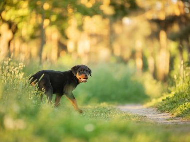 Parkta çimlerde bir köpek yavrusu. Şirin Rottweiler köpeği. Parkta bir evcil hayvanla yürümek. 