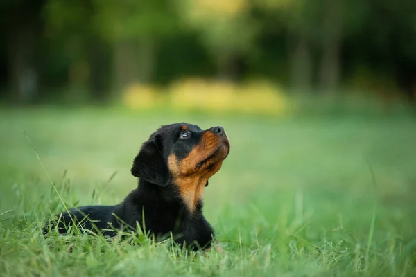 Een Puppy Het Gras Het Park Leuke Rottweiler Hond Natuur — Stockfoto