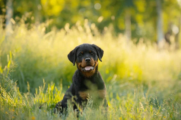 Parkta Çimlerde Bir Köpek Yavrusu Şirin Rottweiler Köpeği Parkta Bir — Stok fotoğraf