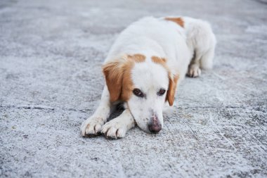 Doğadaki türlerin güzel beyaz-kırmızı köpek karışımı. Evsiz hayvan. Köpek dışarıda.