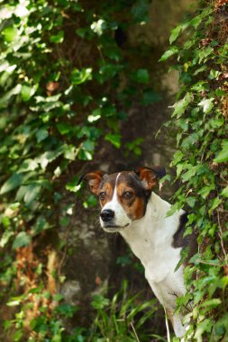 Köpek sarmaşık dallarının arkasından dışarı bakıyor. Türlerin büyüleyici bir karışımı. hayvan portresi